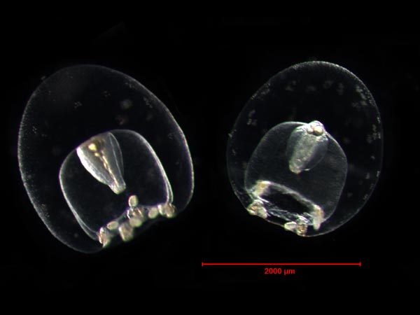 The hydromedusea Plotocnide borealis indicates the small end of the size continuim for artic jellies.