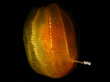 Aulococtena is the size and color of an orange and has two tentacles that are white, thick, unbranched and very sticky.