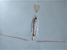 Calanus hyperboereus is a preferred food of both ctenophores and Bowhead whales.