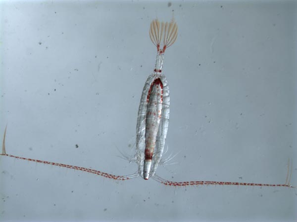 Calanus hyperboereus (up to 7mm in length) is a preferred food of both ctenophores and Bowhead whales. 