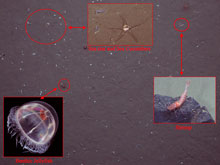 An image of the deep seafloor at a pockmark site.