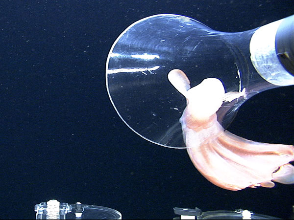 the octopus is captured using the suction device.