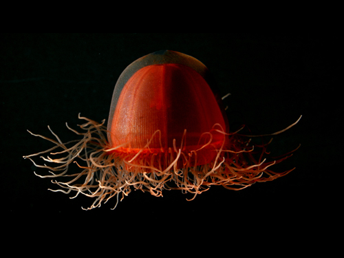 These are just a few of the thousands of images collected during the expedition displaying the incredible beauty and diversity of life that exists in the remote Arctic Ocean.