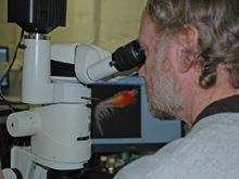 Russ Hopcroft photographs microscopic creatures collected through his microscope.
