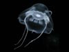 The new jellyfish is in the order Narcomedusae.