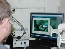 Enlarging the specimen onto a screen provides scientists a clearer view to study their subjects.