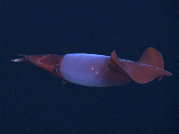 A close-up of BoreoAtlantic Armhook Squid, Gonatus fabricii.