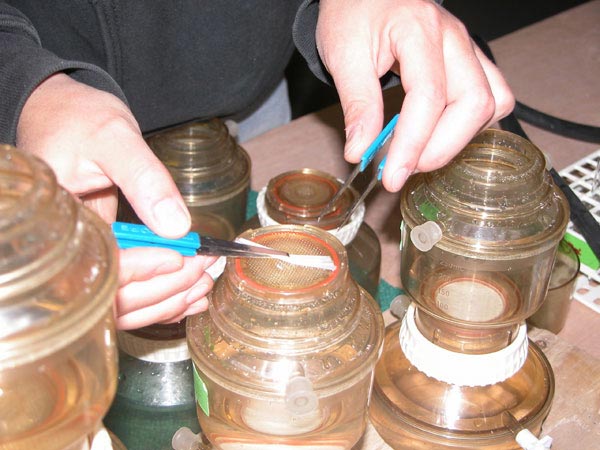 A used filter containing phytoplankton is rolled up and placed in a small, glass vial for additional testing.