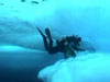 Experience what it is like to be an Ice diver studying the density of creatures living on the underside of ice floes.