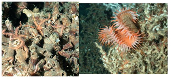 Close up view of small brittle stars.