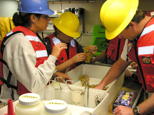 Examining the first Neuston net sample.