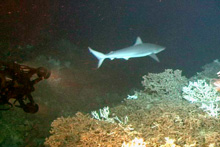 bignose shark swimming around coral
banks