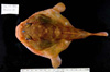 Chaunax sp. This is a species of the fish family known as gapers.