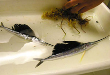 Juvenile Sailfish (Istiophurus platypterus) specimens caught with Neuston
net. 