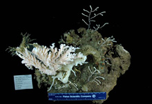 Sample of consolidated substrate collected at the Savannah banks. Attached are several corals, hydrozoans and other small invertebrates. In addition, other animals including polychaete worms were using this rock as habitat.