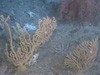 Examples of bottom habitat observed during the afternoon dive at Stetson Banks.