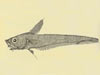The drawing of Nezumia sclerorhynchus (roughtip grenadier) was from a paper by Marshall in 1973.