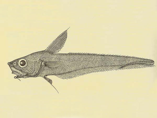 The drawing of Nezumia sclerorhynchus (roughtip grenadier) was from a paper by Marshall in 1973.