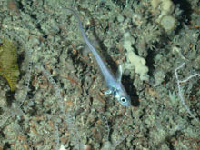 A (roughtip grenadier) specimen photographed during a cruise dive.