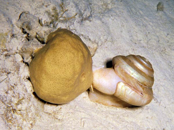 Figure 1. The slit shell, Bayerotrochus midas feeding on a sponge at a depth of 2,500 ft in the Bahamas.