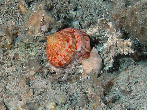 Adanson's Slit Shell