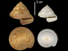 Figure 4. Two specimens of the Charleston Slit Shell, Perotrochus charlestonensis.