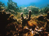 Algal bloom covering a shallow water reef.