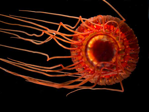 deep-sea scyphozoan jellyfish