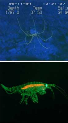 Fluorescence of a sea spider and a small benthic amphipod. Fluorescence of a sea spider and a small benthic amphipod.