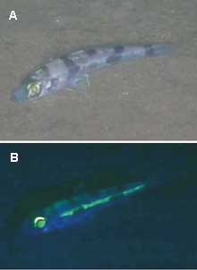 deep sea squid deep sea squid