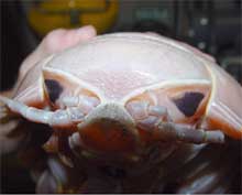 Huge triangular eyes on the deep-sea isopod Bathynomus Huge triangular eyes on the deep-sea isopod Bathynomus