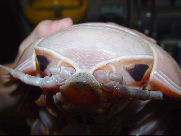 Huge triangular eyes on the deep-sea isopod Bathynomus