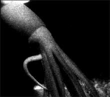 deep sea squid deep sea squid