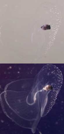 Sequential video frames through polarization video camera of marine zooplankton