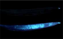 Two images of the same leptocephalus eel larva.
