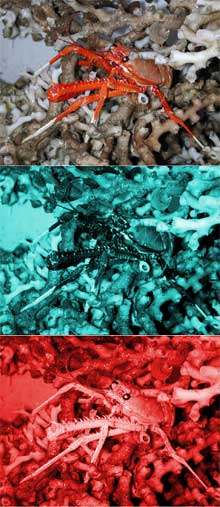 This deep-sea galatheid crab is highly visible under the full-spectrum submersible
lights This deep-sea galatheid crab is highly visible under the full-spectrum submersible lights
