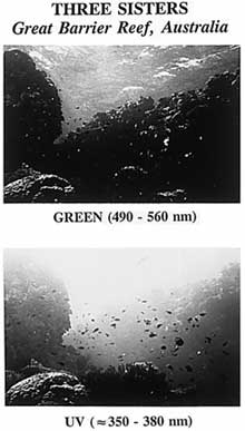 The top three panels show typical photographic views of deep-sea species