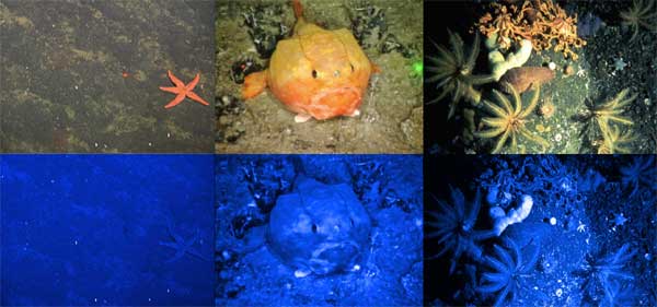 The top three panels show typical photographic views of deep-sea species