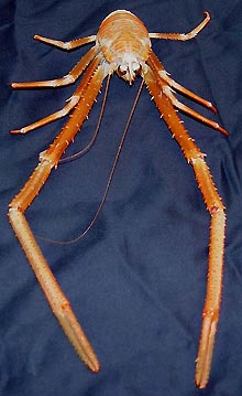 Galatheid crab