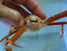 photoreceptors of crab collected from 1800 feet photoreceptors of crab collected from 1800 feet