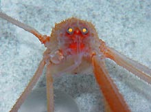 photoreceptors of crab collected from 1800 feet photoreceptors of crab collected from 1800 feet