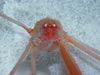 Another species of galatheid (squat lobster) showing distinct eyeglow, which results when light hits the reflecting tapetum behind the retina.