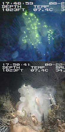 Zooanthid polyps under fluorescent light setting and under white light Zooanthid polyps under fluorescent light setting and under white light