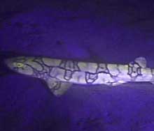 Fluorescent chain cat shark at about 1820 feet deep