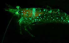 fluorescent shrimp fluorescent shrimp