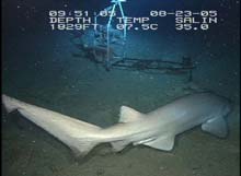 Six-gill shark swimming in for an inspection of the Eye-in-the-Sea