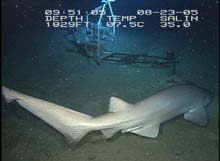 Six-gill shark swimming in for an inspection of the Eye-in-the-Sea Six-gill shark swimming in for an inspection of the Eye-in-the-Sea