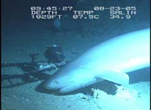 Shark attracted by the fish pieces attached to the tip of the EITS frame and in its bait cage Shark attracted by the fish pieces attached to the tip of the EITS frame and in its bait cage