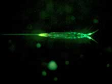 Planktonic copepod, most likely Microsetella sp., with green and yellow fluorescence.