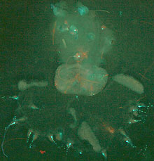 Unknown medusa-like plankton